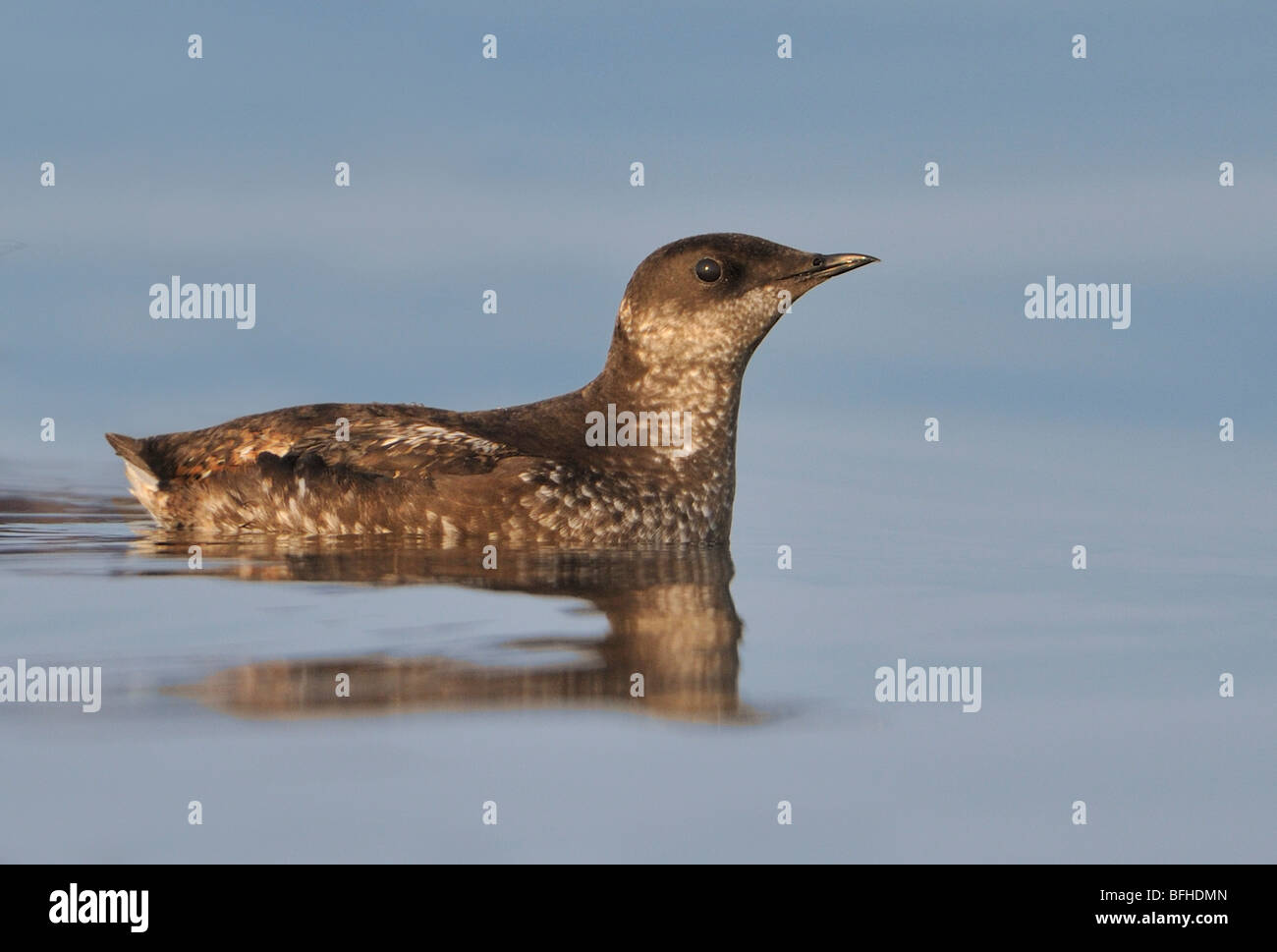 Marbled Murrelet (Brachyramphus marmoratus) in breeding plumage off Oak Bay waterfront - Victoria BC, Canada Stock Photo