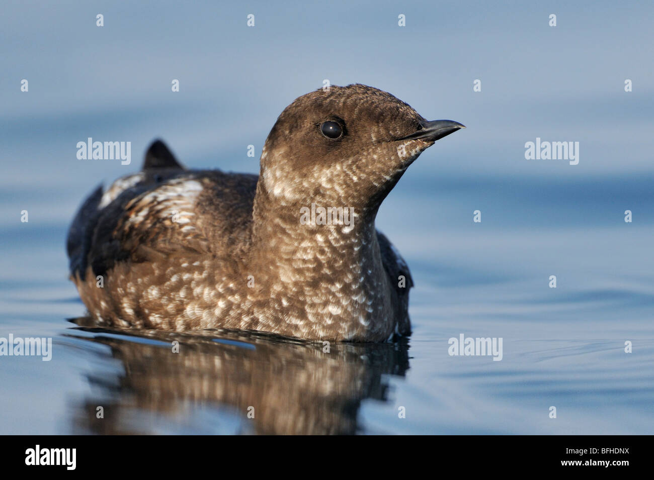 Marbled Murrelet (Brachyramphus marmoratus) in breeding plumage off Oak Bay waterfront - Victoria BC, Canada Stock Photo