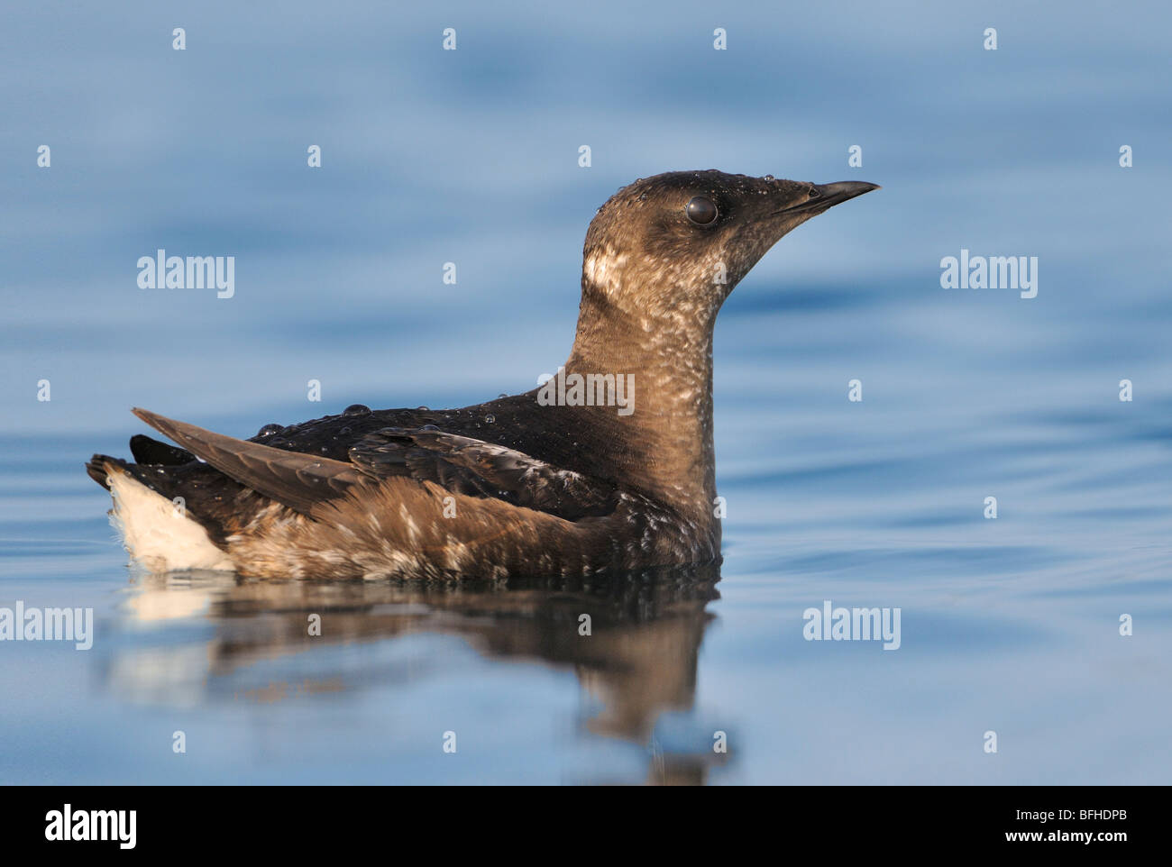 Marbled Murrelet (Brachyramphus marmoratus) in breeding plumage off Oak Bay waterfront - Victoria BC, Canada Stock Photo