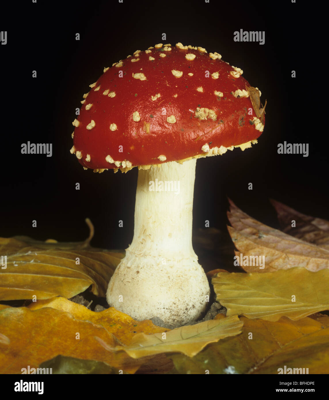 Fly agaric (Amanita muscaria) toadstool against a black background and autumn leaves Stock Photo