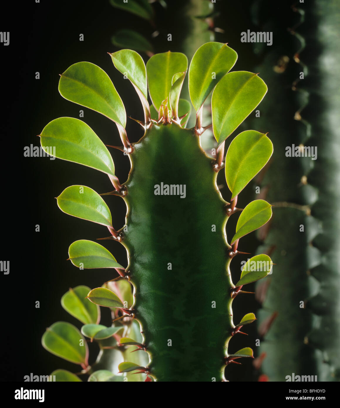 Leaves on the growing point of a cowboy cactus or candelabra tree (Euphorbia ingens) Stock Photo
