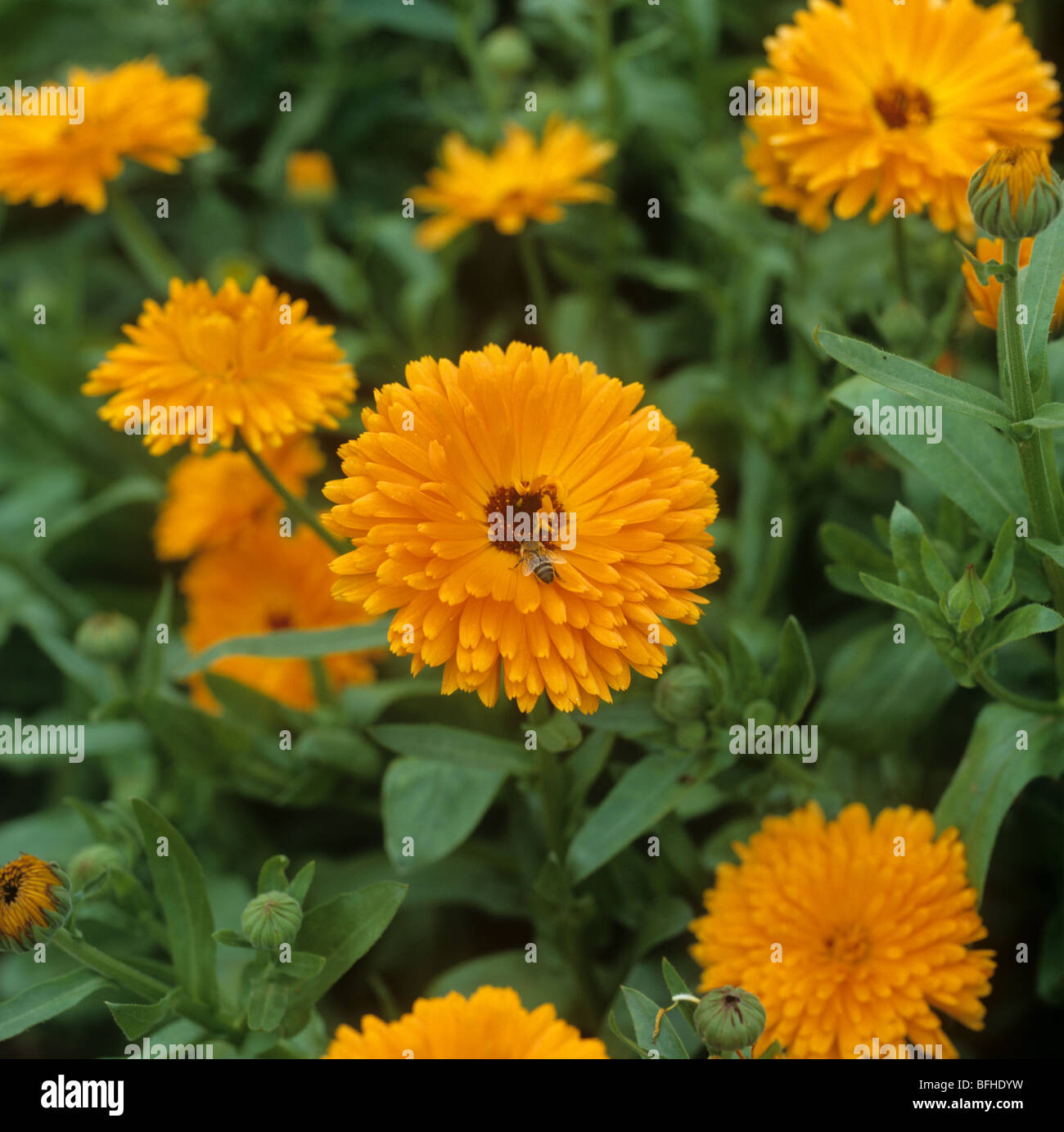 Marigold (Calendula officinalis) crop in flower, Hampshire Stock Photo