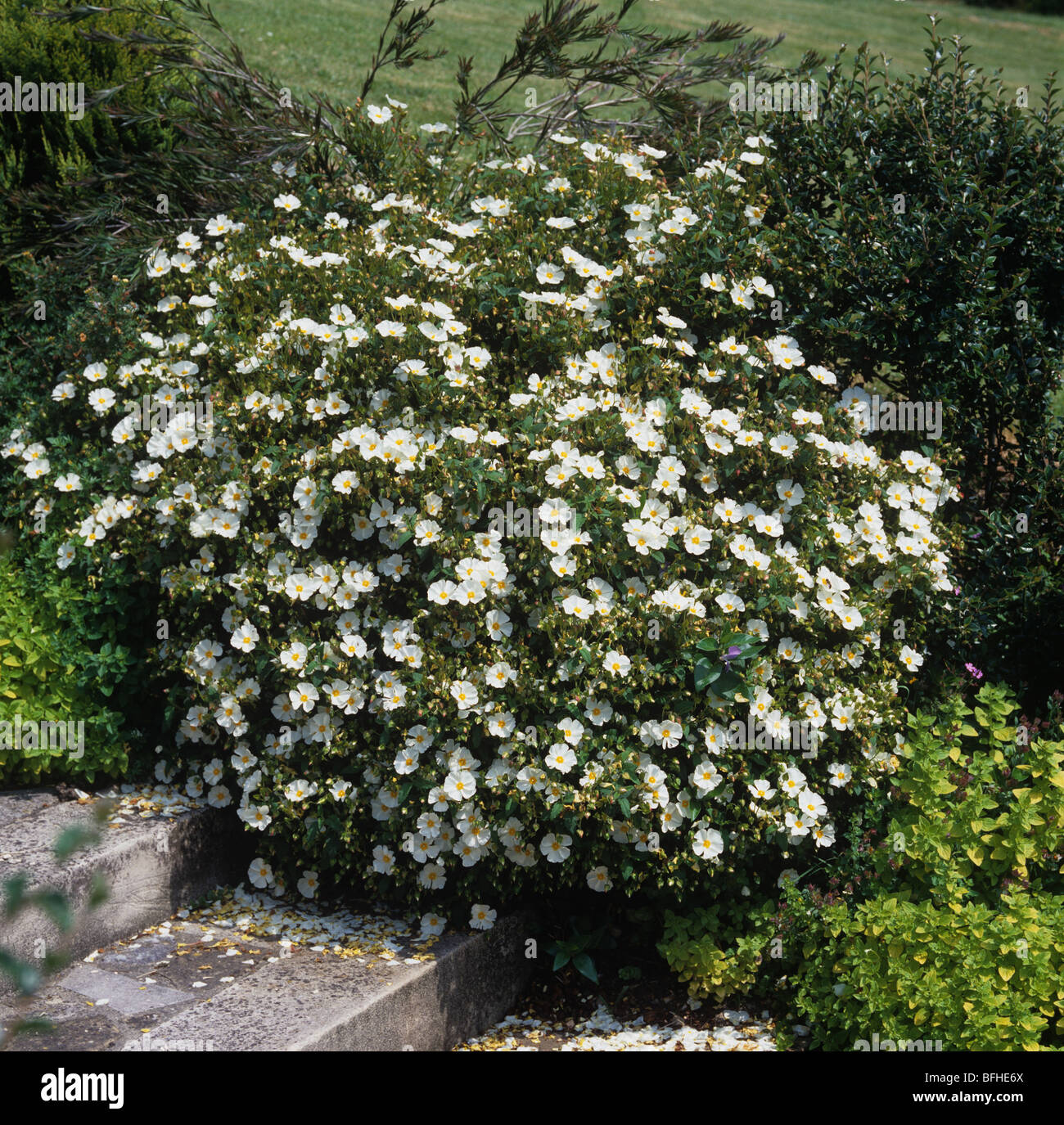 Flowering Cistus x Corbariensis shrub Stock Photo