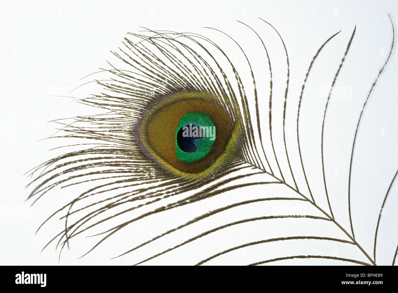 Common Peafowl (Pavo cristatus), close-up of feather showing the iridescent colours. Stock Photo