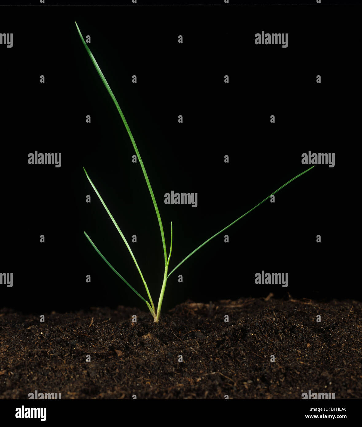 Chewing's fescue (Festuca rubra) seedling 4 to 5 leaves Stock Photo