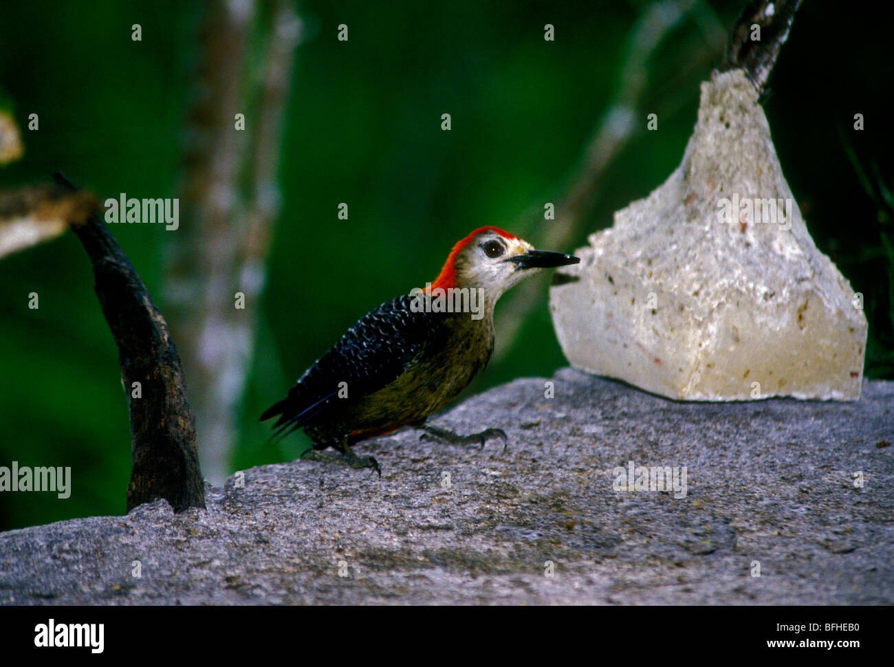 Jamaican Woodpecker, Melanerpes radiolatus, Rocklands Bird Sanctuary, Jamaica Stock Photo