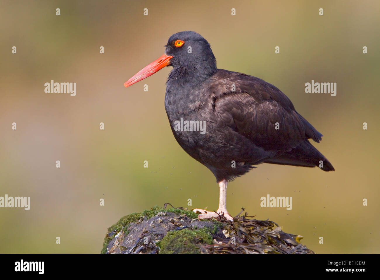 Black Oystercatcher (Haematopus bachmani) perched on a rock in Victoria, BC, Canada. Stock Photo