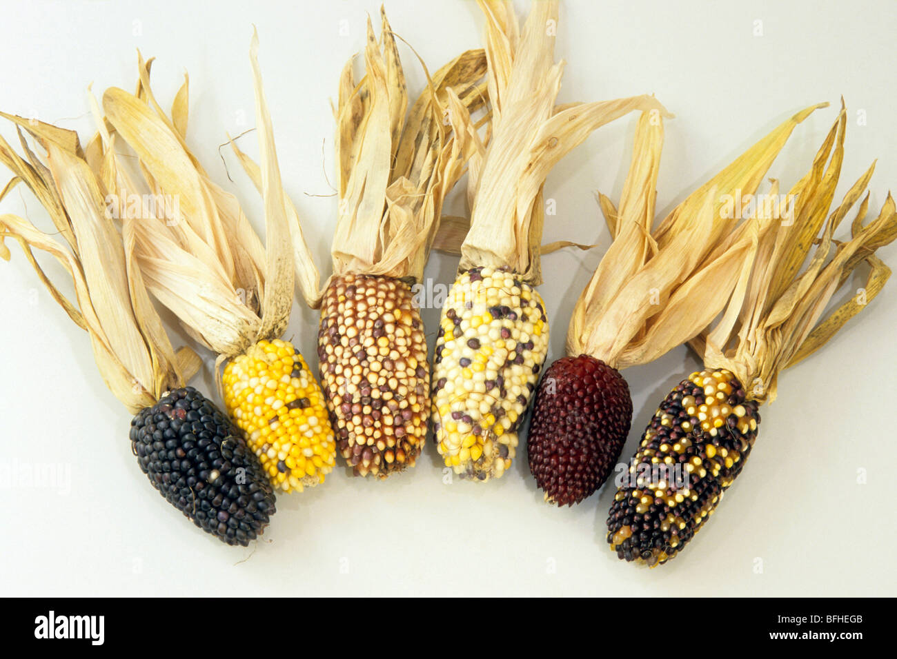 Maize, Corn (Zea mays), decorative cobs, studio picture. Stock Photo