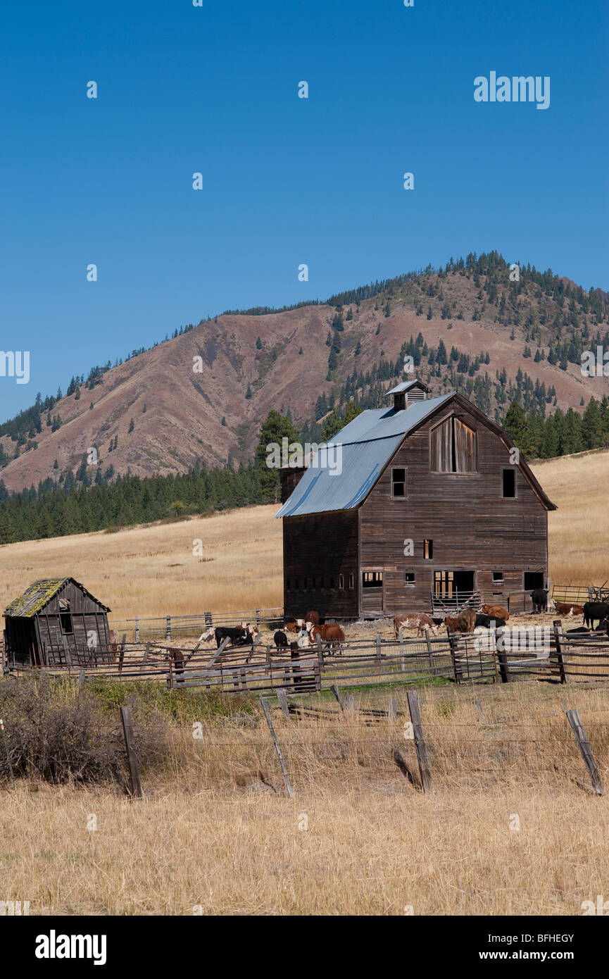 Cattle ranch on pacific hi-res stock photography and images - Alamy