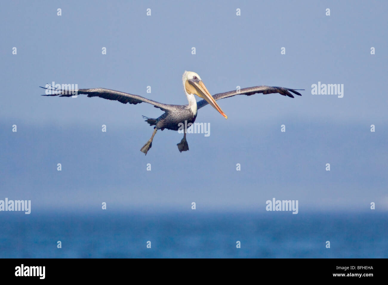 Brown Pelican (Pelecanus occidentalis) flying in Washington, USA. Stock Photo