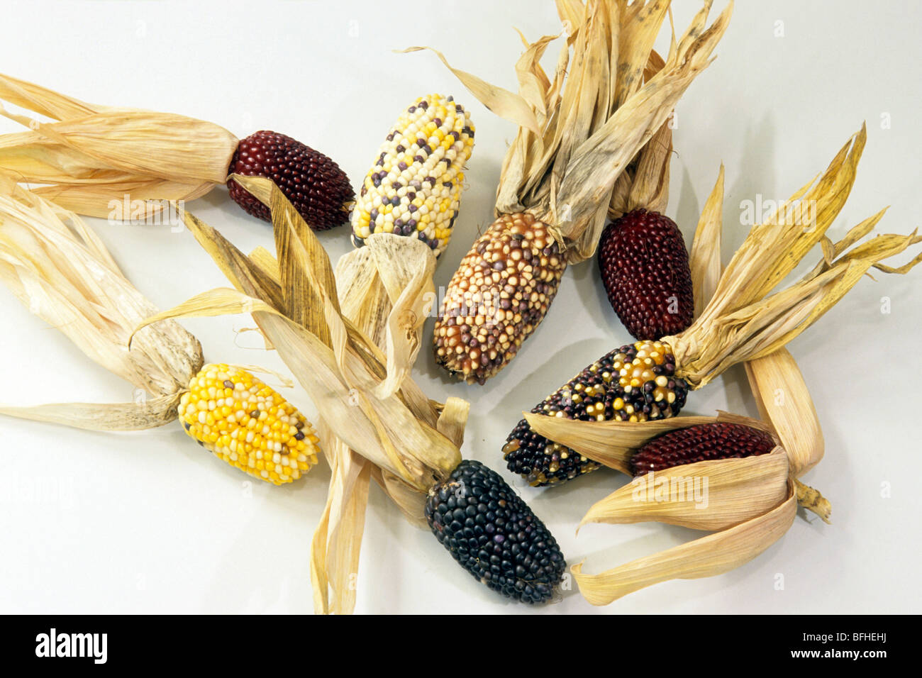 Maize, Corn (Zea mays), decorative cobs, studio picture. Stock Photo