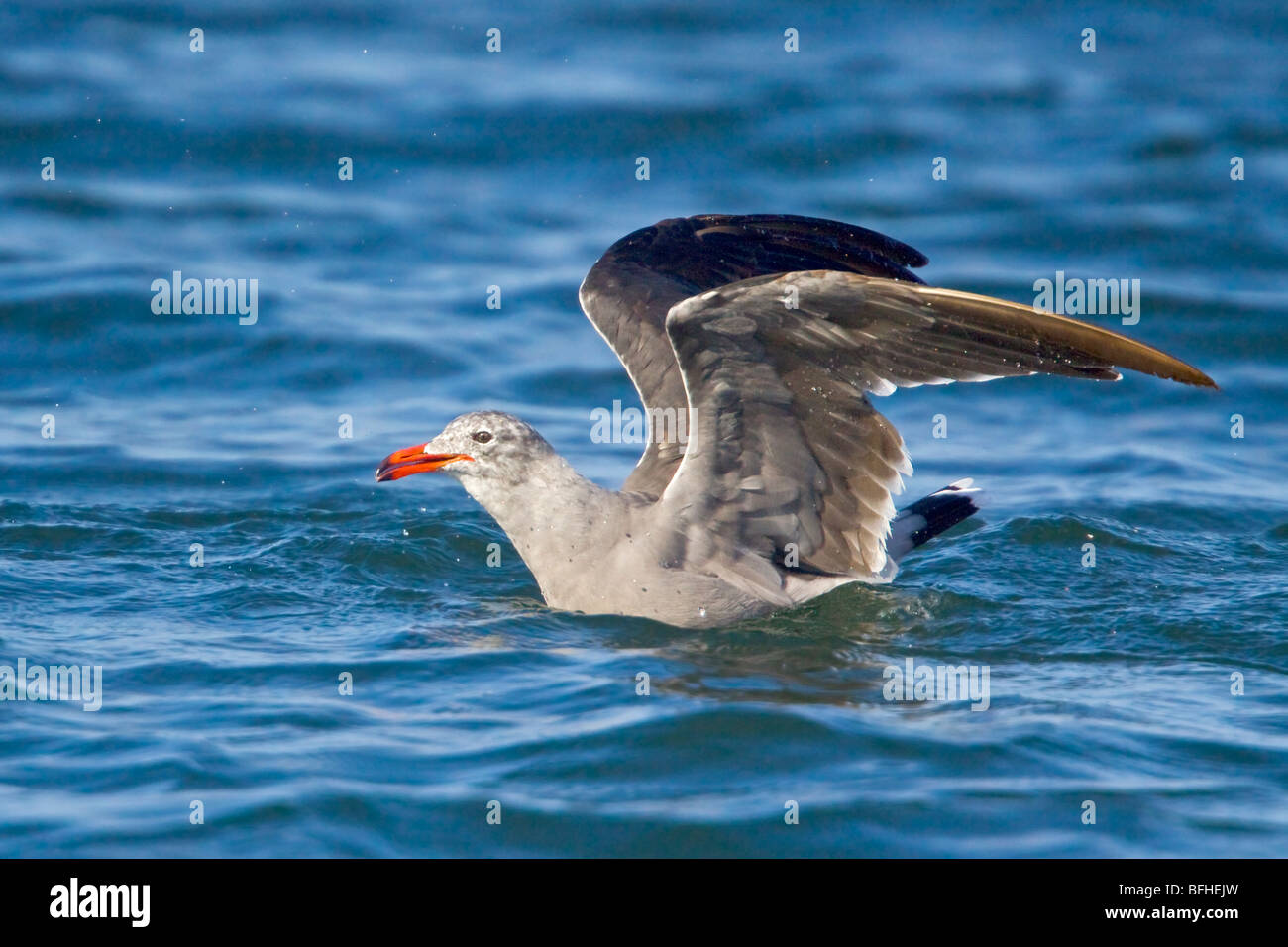 Heermann's Gull (Larus heermanni) flying in Washington, USA. Stock Photo