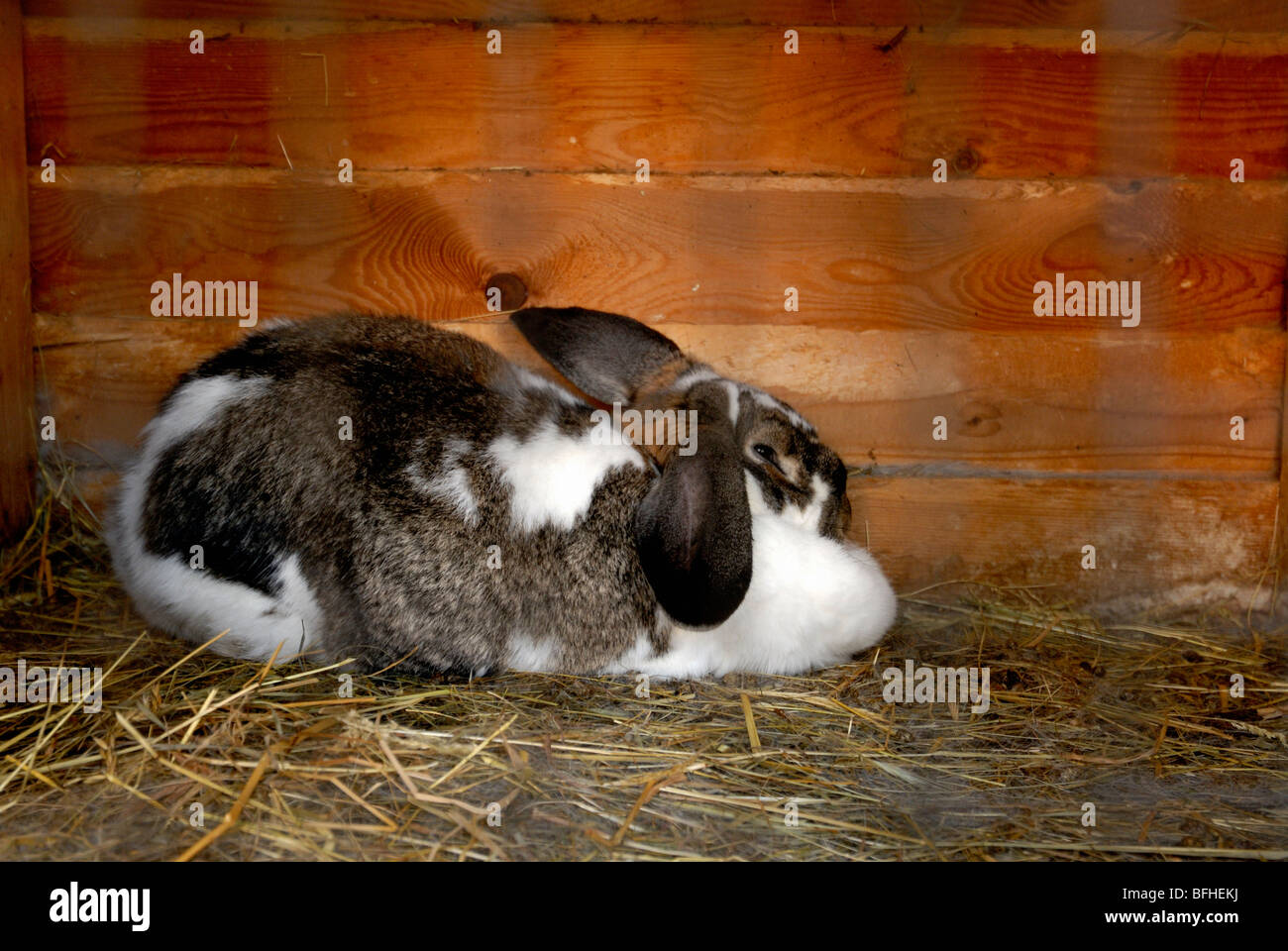 Rabbit in rabbit hutch Stock Photo