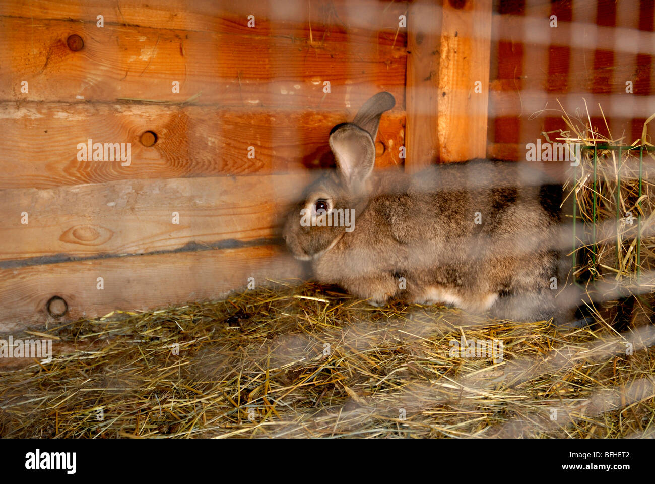 Rabbit in rabbit hutch Stock Photo