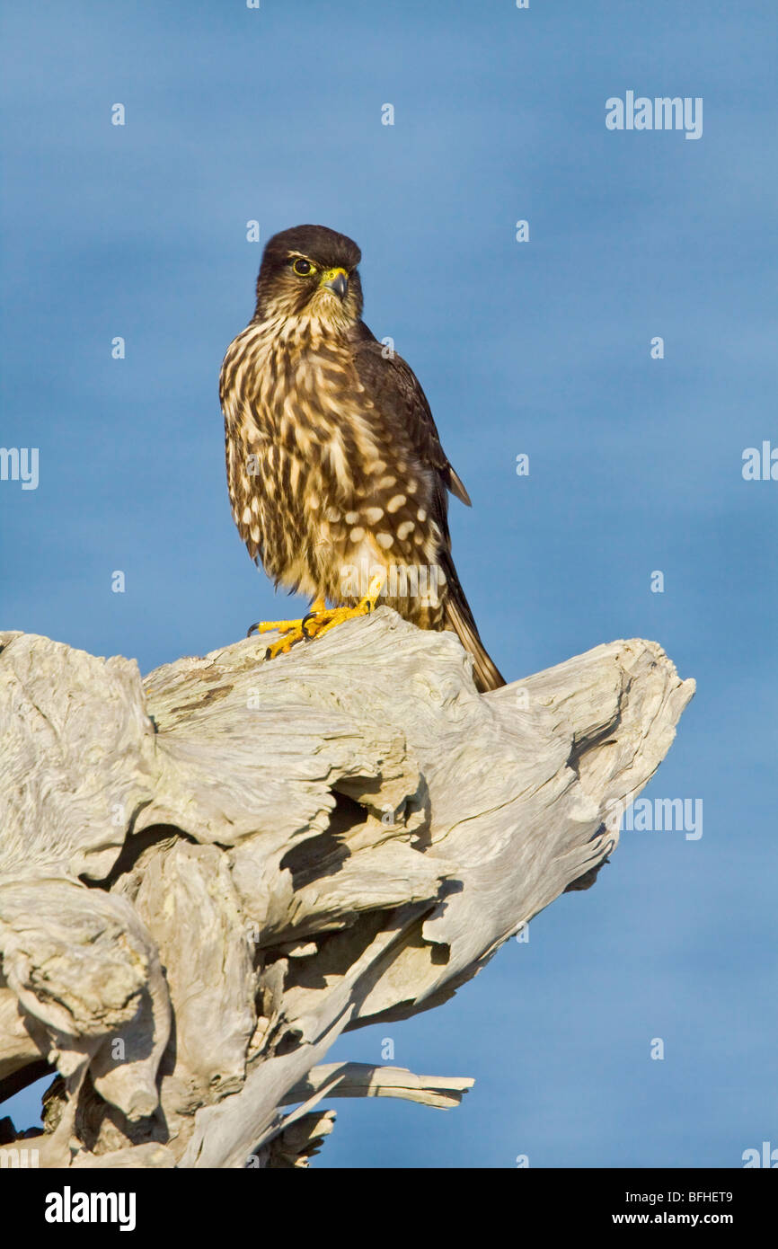Merlin (Falco columbarius) perched on a branch in Washington, USA. Stock Photo