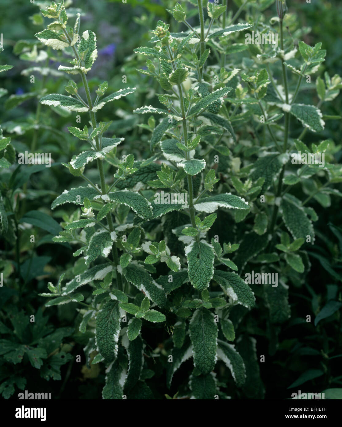 Pineapple mint (Mentha suaveolens) kitchen herb plant Stock Photo