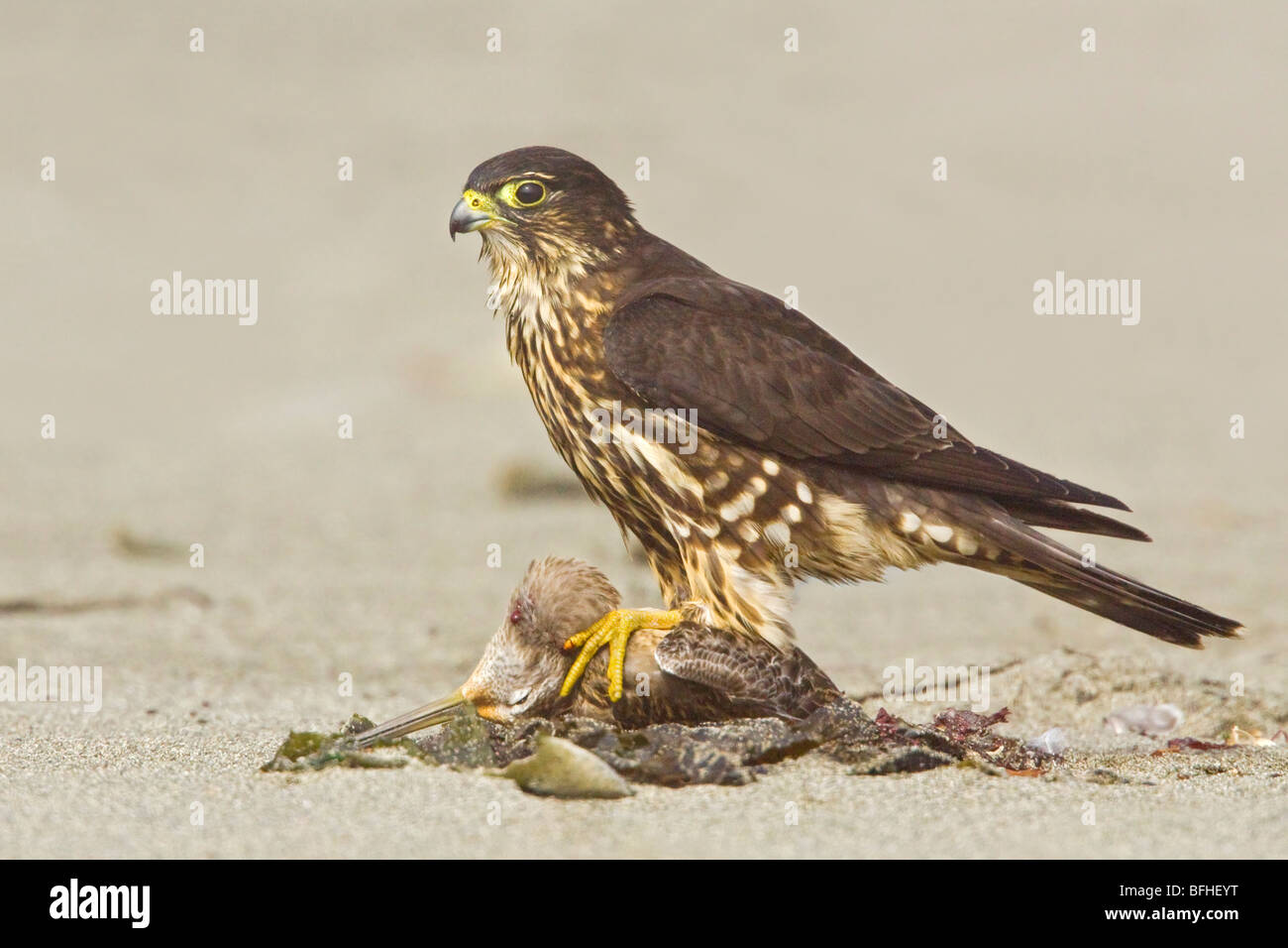 Merlin (Falco columbarius) perched on the beach feeding on a shorebird in Washington, USA. Stock Photo