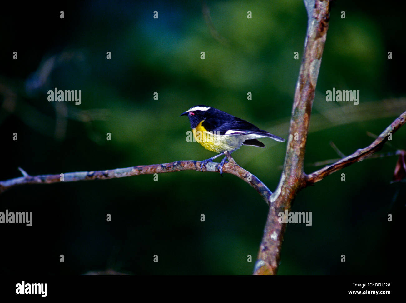 Rocklands bird sanctuary jamaica hires stock photography and images
