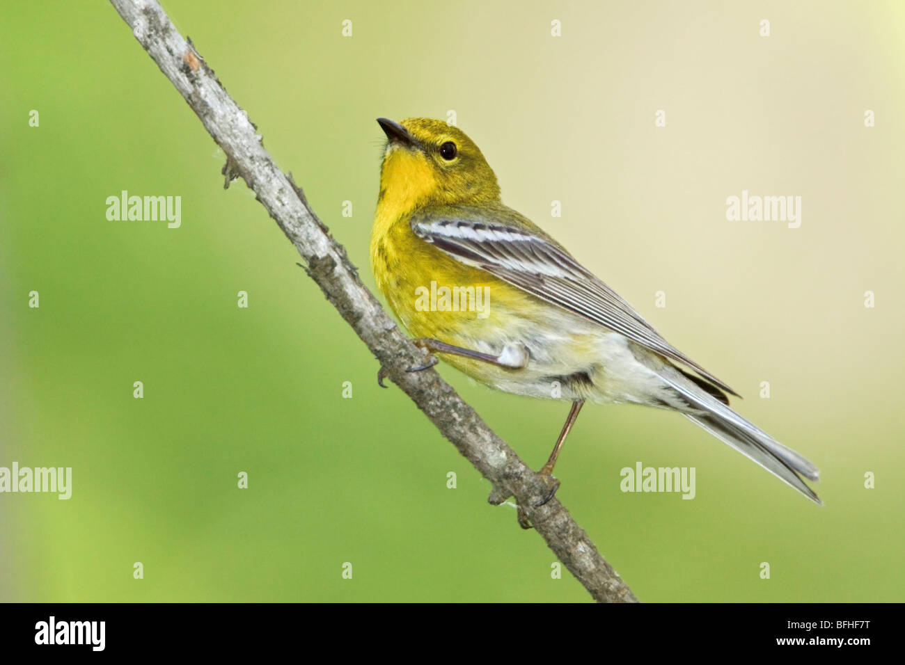 Pine Warbler (Dendroica pinus) perched on a branch near Huntsville, Ontario Canada. Stock Photo