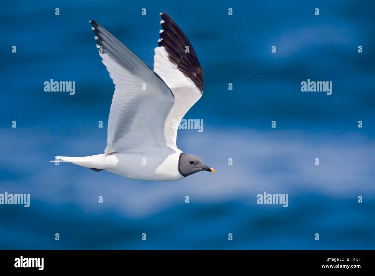 Sabines gull flying xema sabini hires stock photography and images Alamy