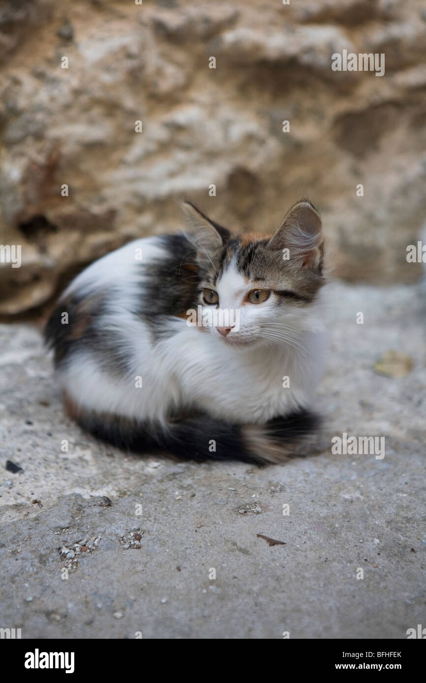 Cats of Greece Stock Photo Alamy