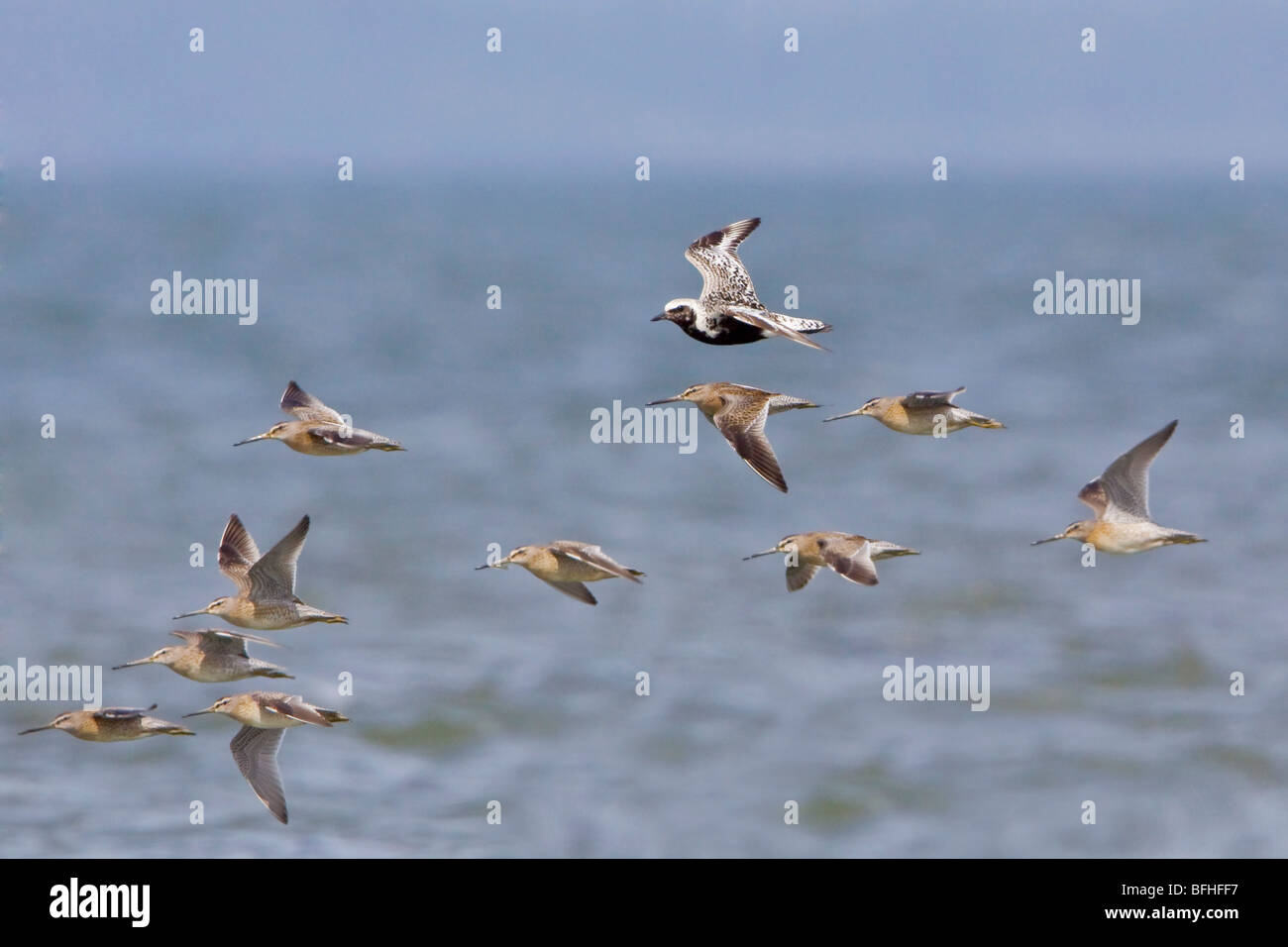 Shorebirds flying in Washington, USA. Stock Photo