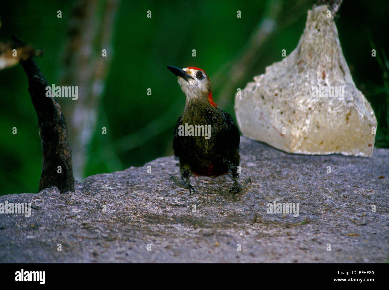 Jamaican Woodpecker, Melanerpes radiolatus, Rocklands Bird Sanctuary, Jamaica Stock Photo