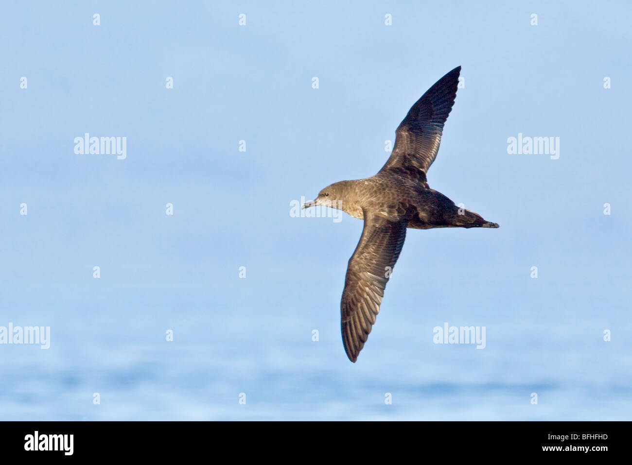 Sooty Shearwater (Puffinus griseus) flying off the coast of Victoria, BC, Canada. Stock Photo