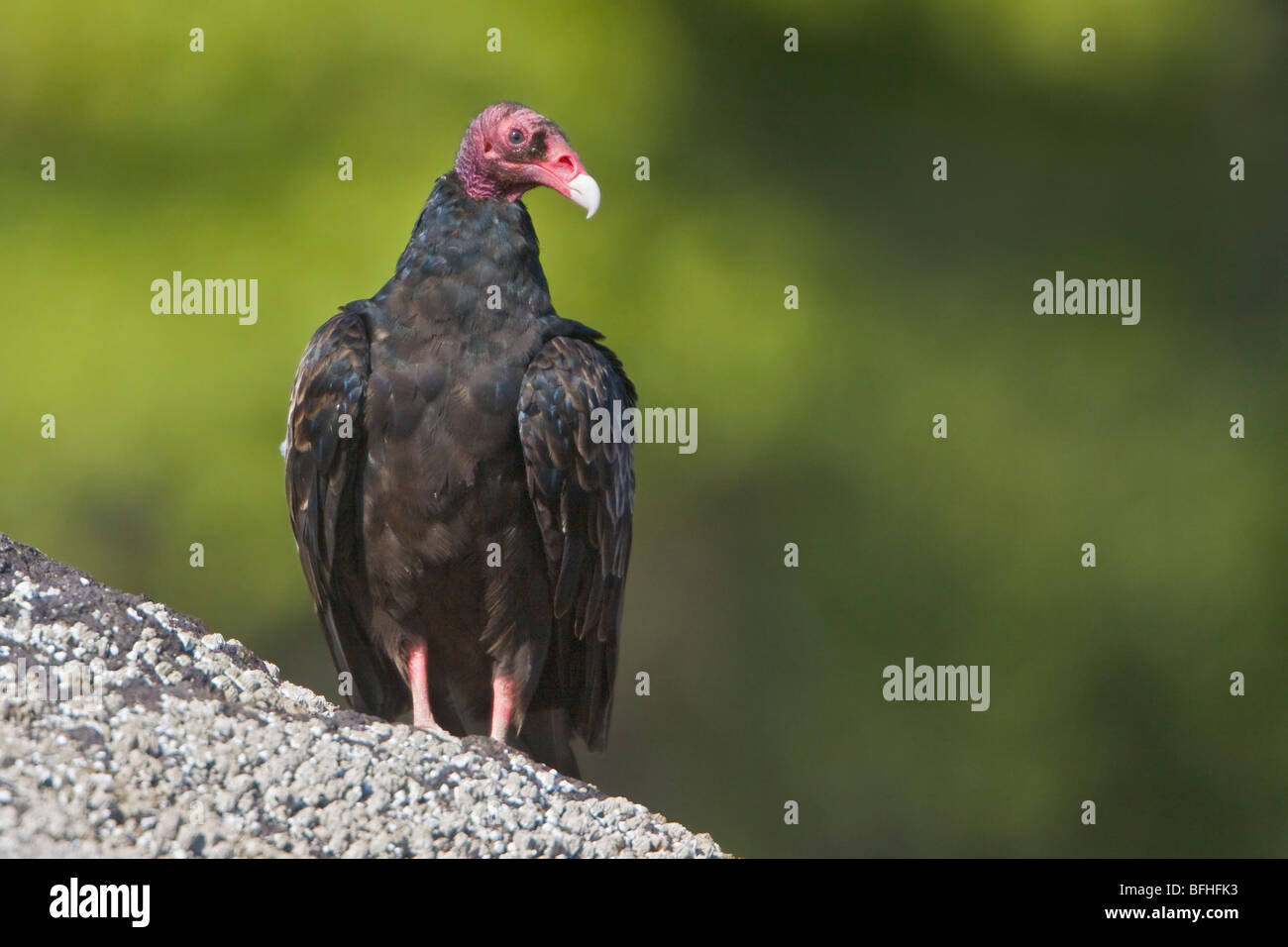 Turkey Vulture (Cathartes aura) perched on a rock in Victoria, BC