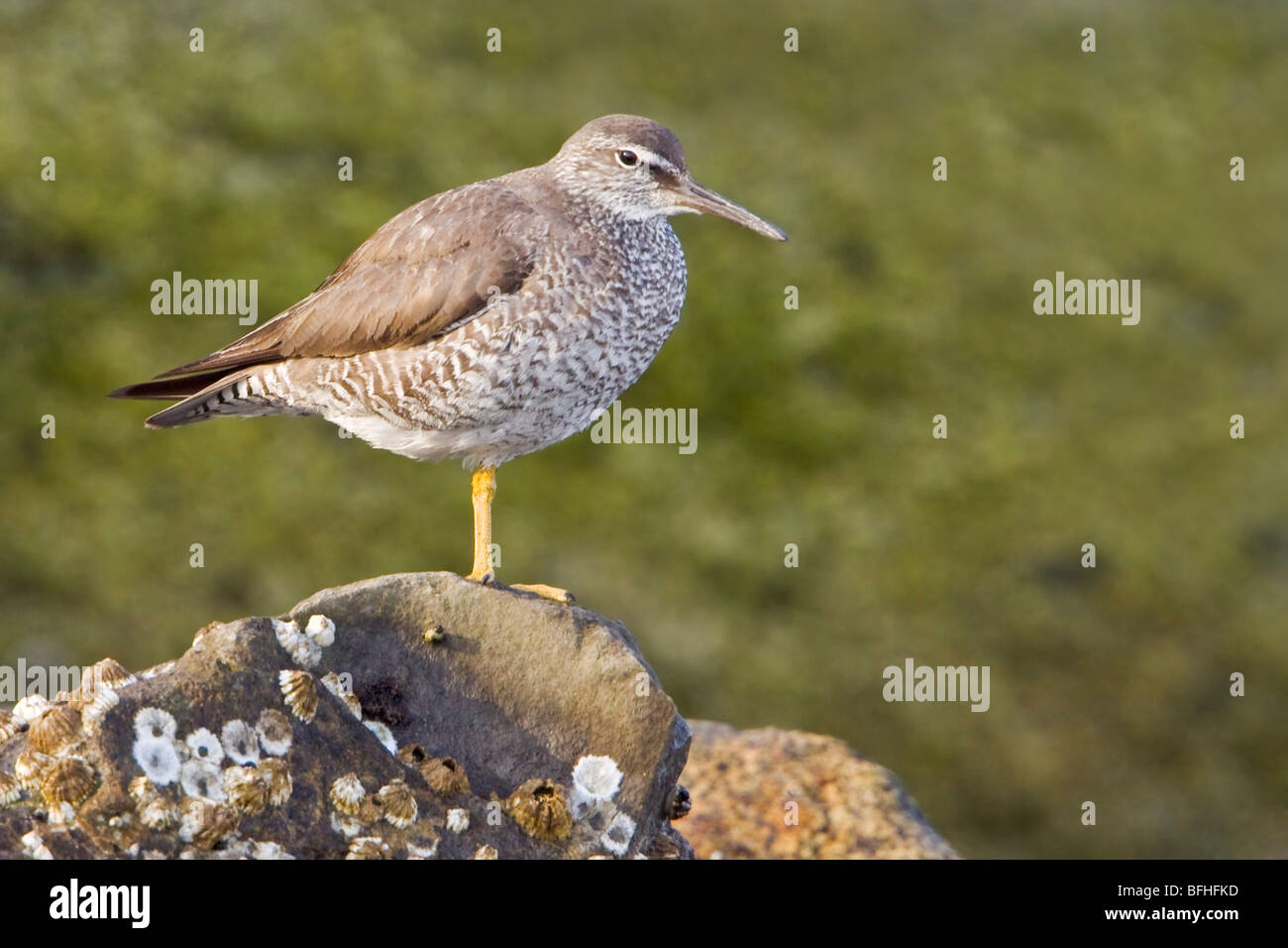 Wandering Tattler (Tringa incana) perched on a rock in Victoria, BC, Canada. Stock Photo