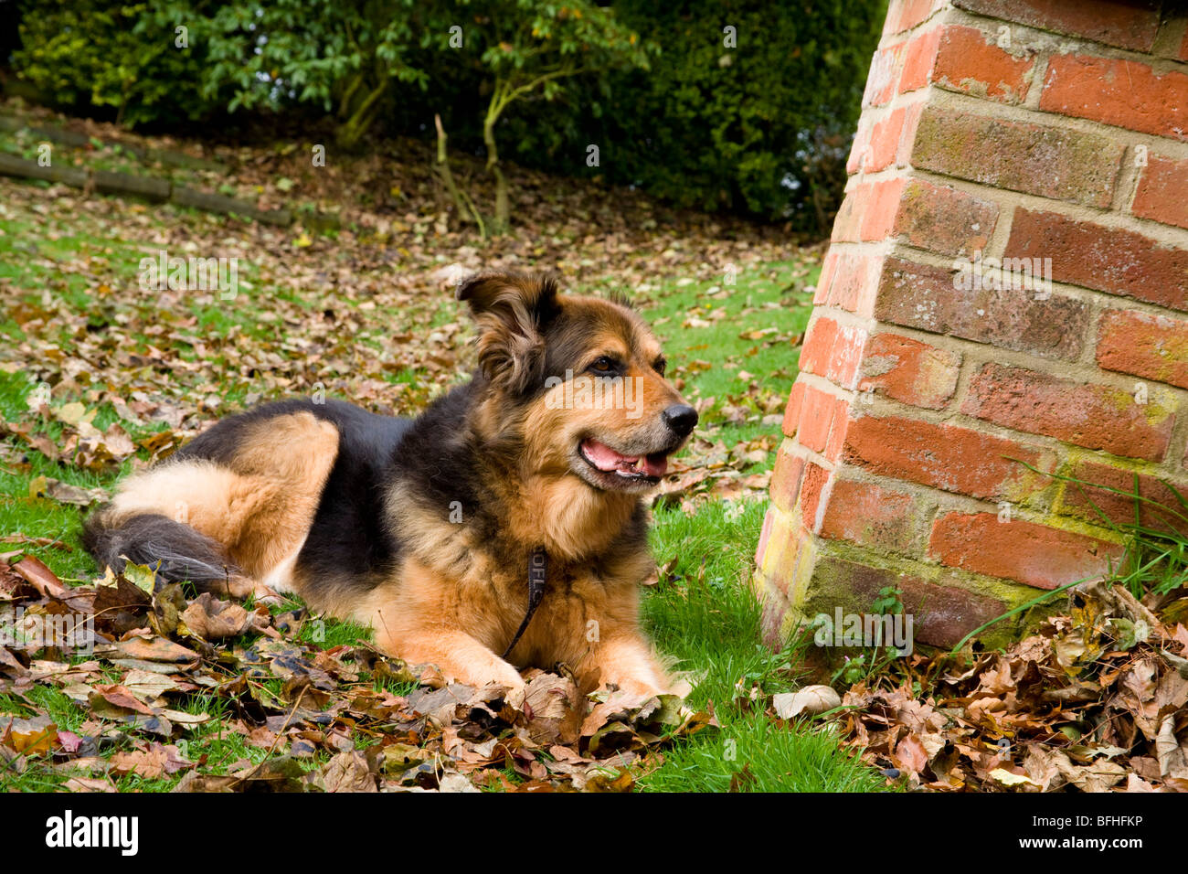 A German Shepard/Alsation dog sits in the Autumn leaves. Stock Photo