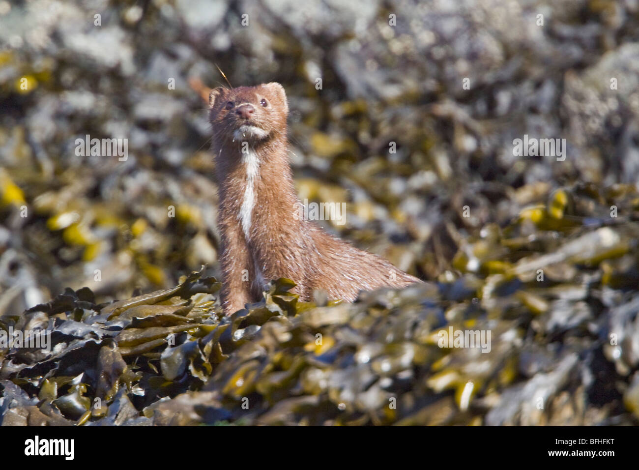 Weasel searching for food along the shoreling near Victoria, BC, Canada. Stock Photo