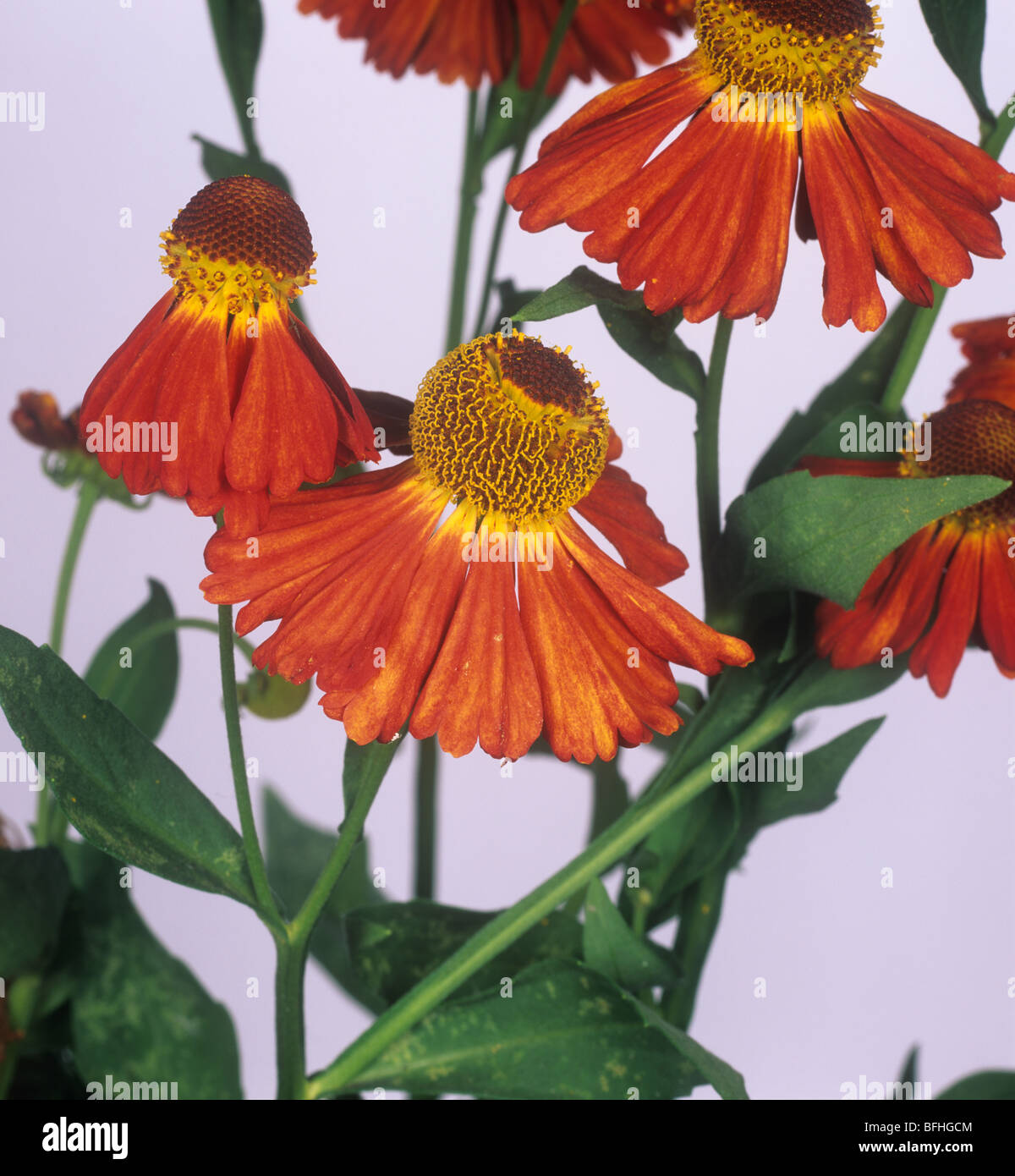 Helenium 'Moorheim Beauty' flowers Stock Photo
