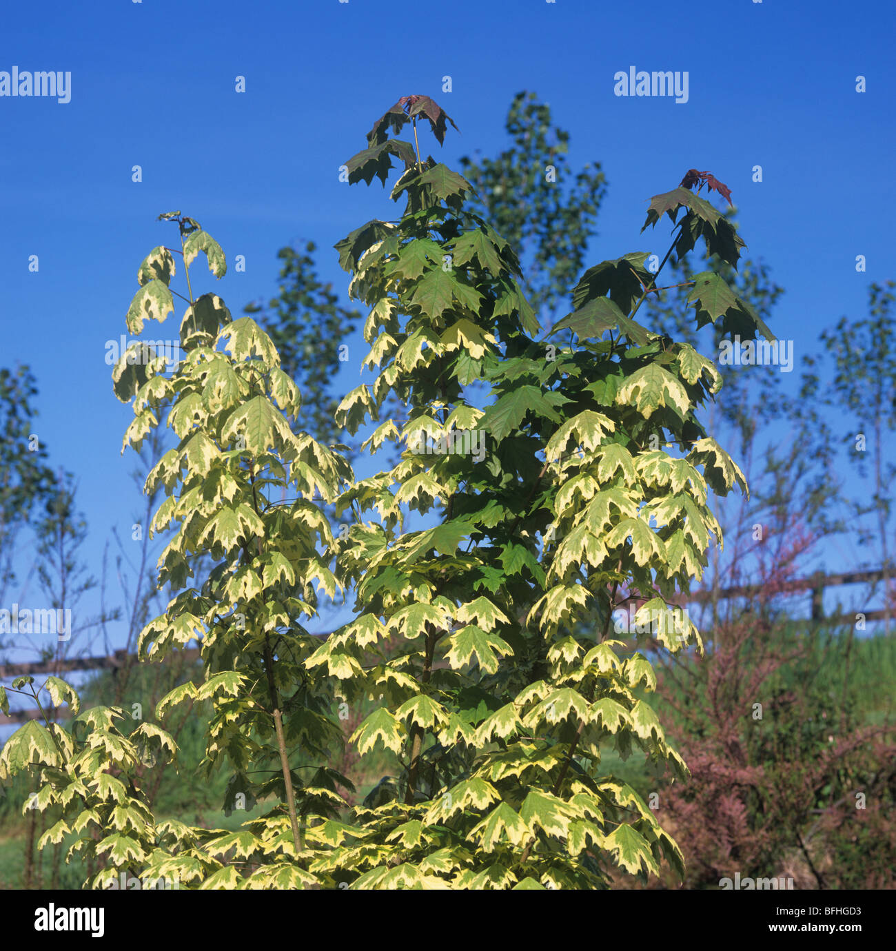 Variegated leaves reverting to all green foliage on Acer drummondii Stock Photo