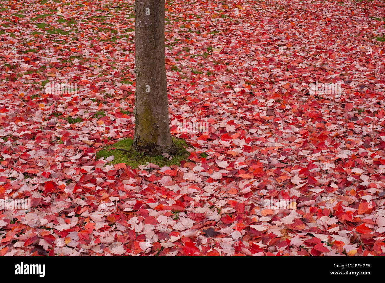 Maple tree at park with leaves falling on to the ground Autumn colors ...