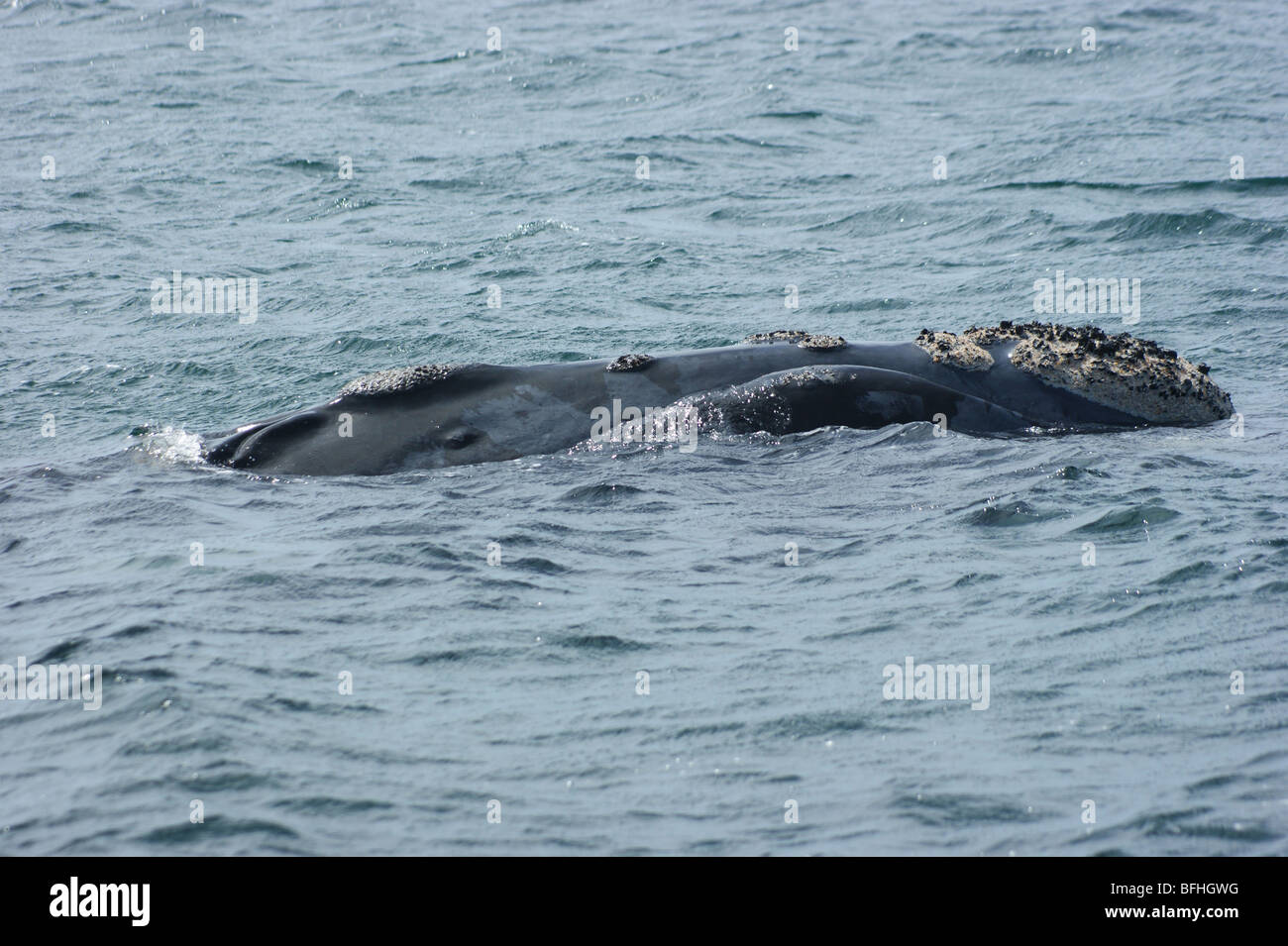 southern right whale Stock Photo - Alamy
