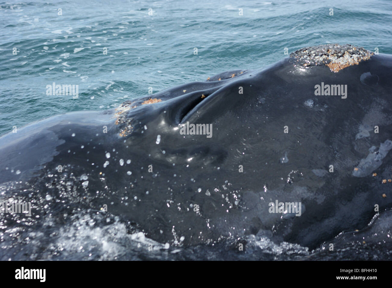 Whale blowhole hi-res stock photography and images - Alamy