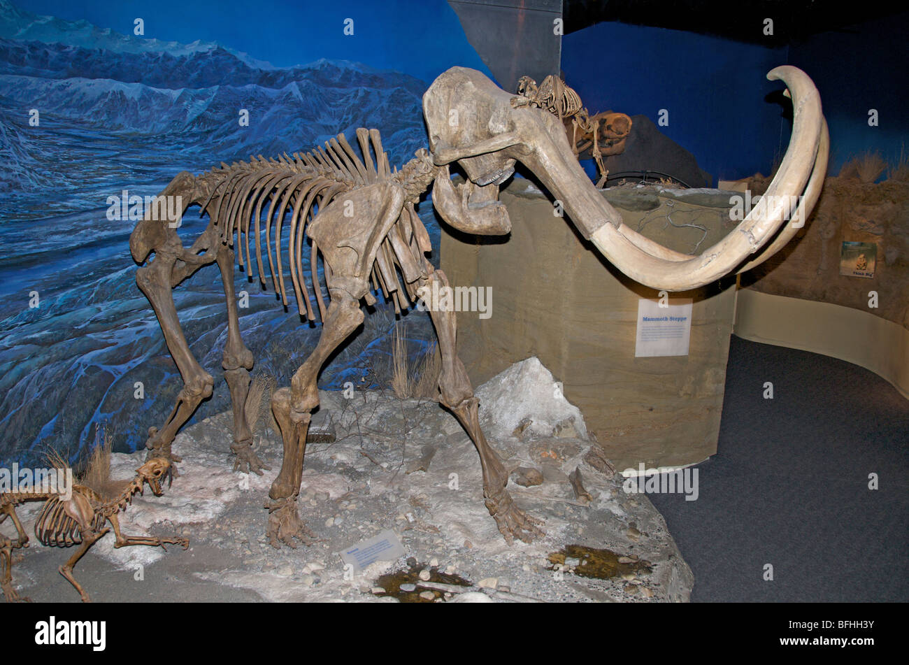 The woolly mammoth skeleton (Mammuthus primigenius), Royal Tyrrell