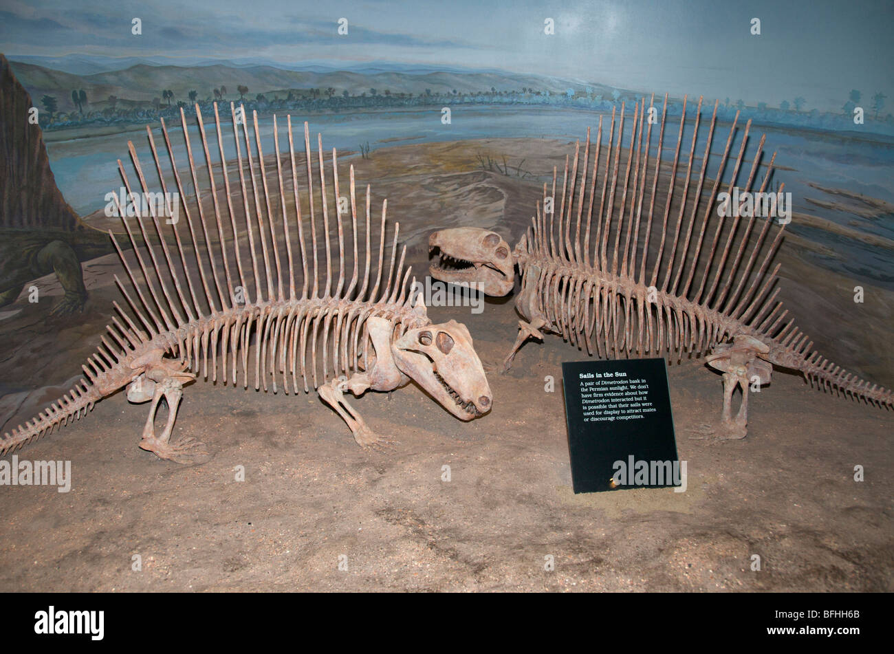 Dimetrodon skeleton from permian period hi-res stock photography and ...