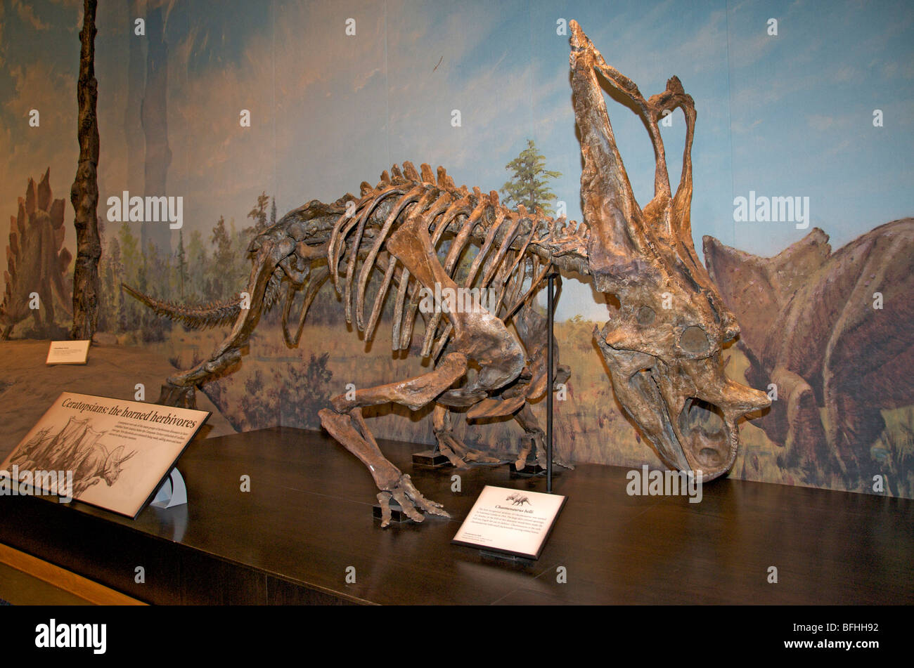 Skeleton of ceratopsia chasmosaurus belli greek hires stock