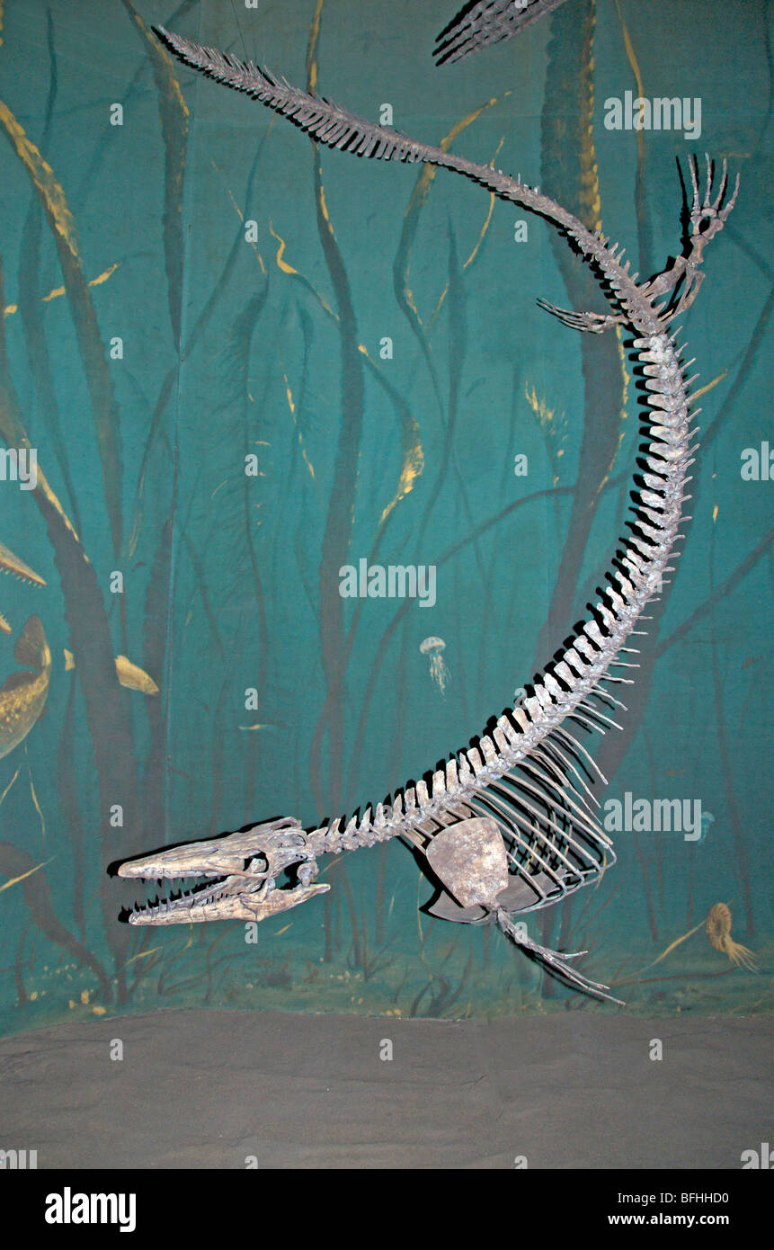 Skeleton of Long-necked Plesiosaur (Thalassomedon haningtoni)  Royal Tyrrell Museum, Drumheller, Alta, Canada Stock Photo