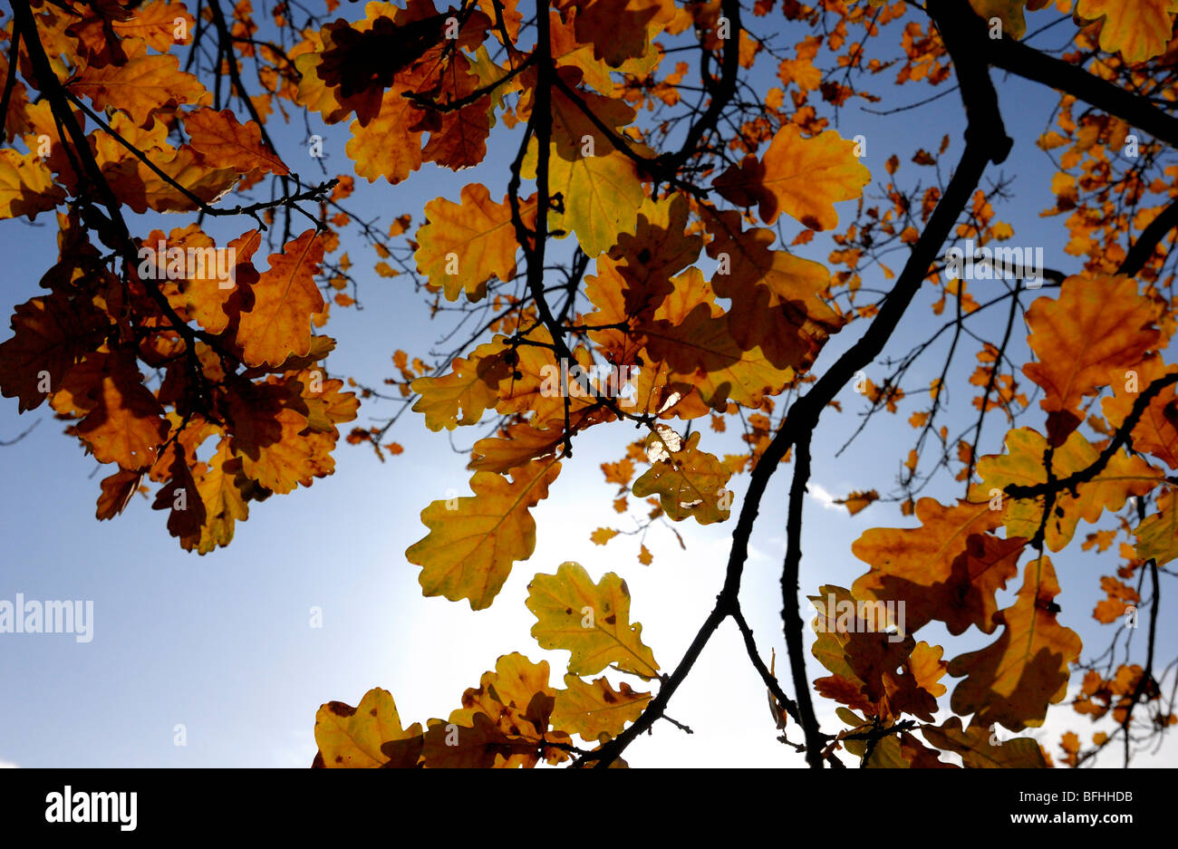 Fallen autum tree leaves hi-res stock photography and images - Alamy