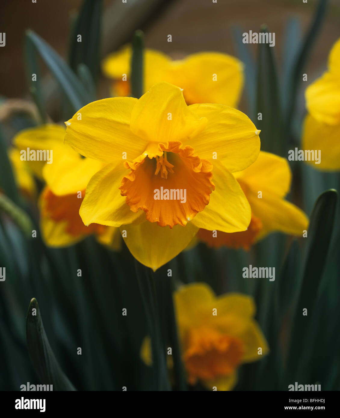 Flowers of Narcissus 'Early Flame' Stock Photo