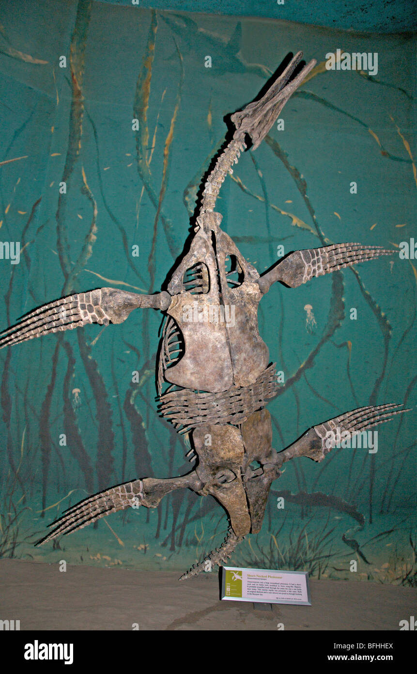 Skeleton of Short-necked Plesiosaur (Trinacromerum bonneri). Royal Tyrrell Museum, Drumheller, Alta, Canada Stock Photo