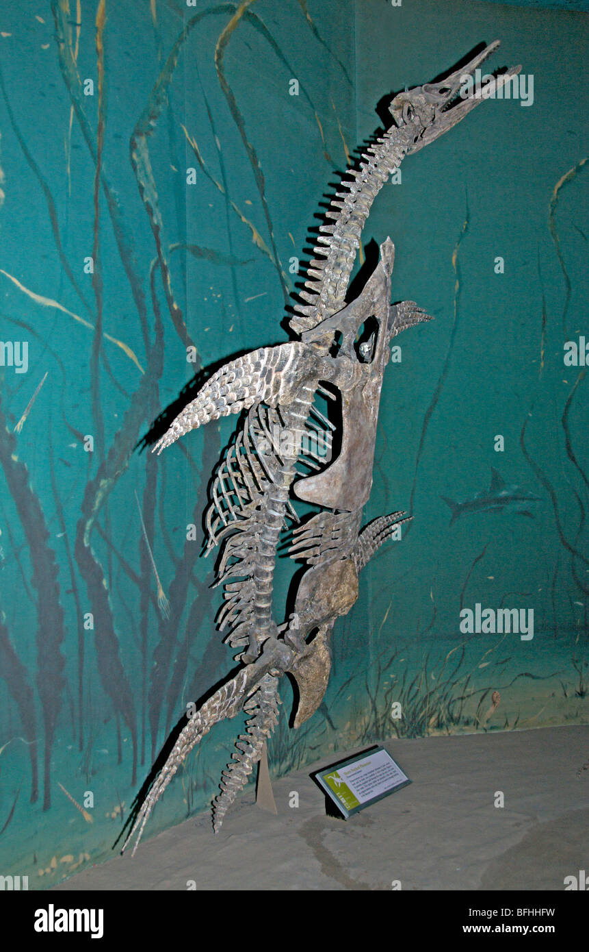 Skeleton of Short-necked Plesiosaur (Trinacromerum bonneri). Royal Tyrrell Museum, Drumheller, Alta, Canada Stock Photo