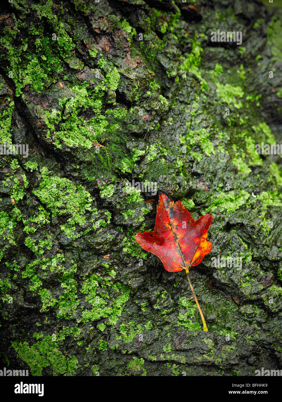Red bark tree hires stock photography and images Alamy
