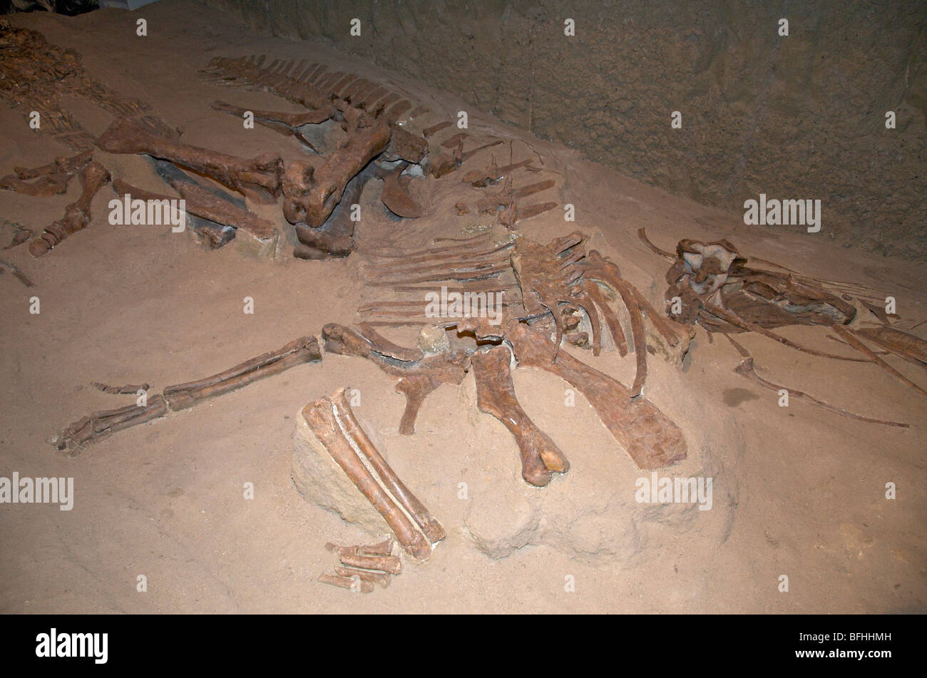 Skeleton of Gryposaurus incurvimanus.  Dinosaur Provincial Park, Alta, Canada Stock Photo