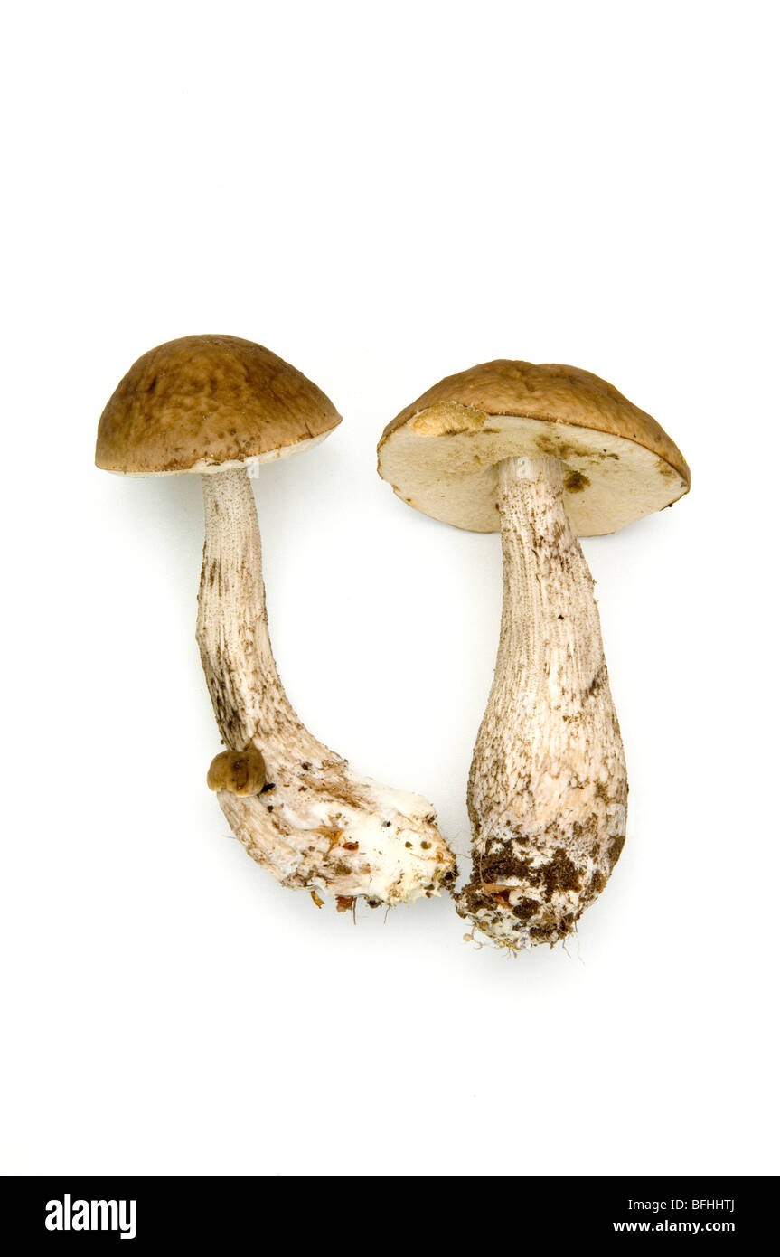 Birch fungus Cut Out Stock Images & Pictures - Alamy