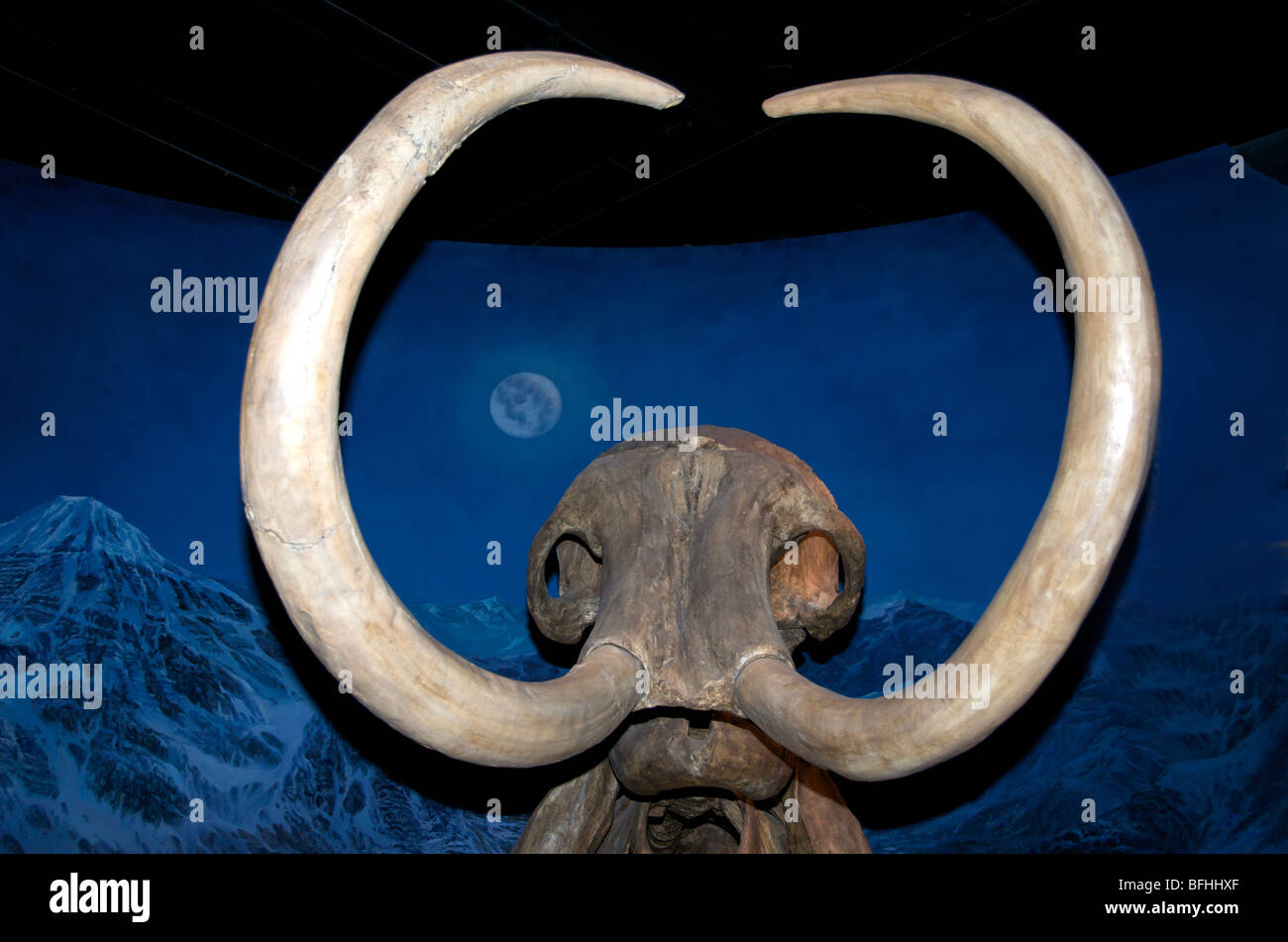 The woolly mammoth skeleton (Mammuthus primigenius),  Royal Tyrrell Museum, Drumheller, Alta, Canada Stock Photo