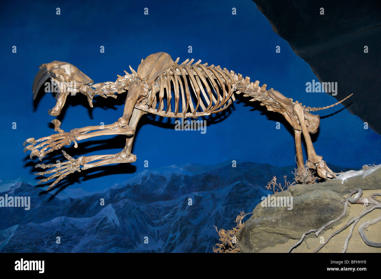 saber-toothed cat, sabertooth, and saber-toothed tiger describe numerous species,  Royal Tyrrell Museum, Alta, Canada. Stock Photo